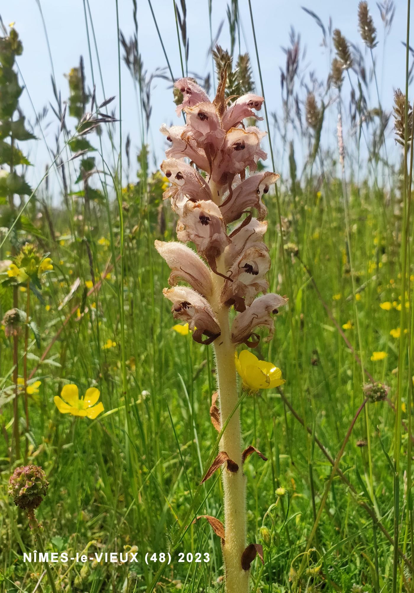 Broomrape, Thyme plant